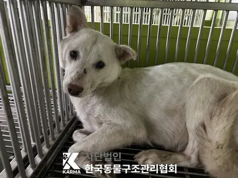 믹스견 · 00128, 가족을 기다리는 강아지