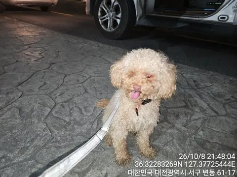 푸들 · 00248, 가족을 기다리는 강아지