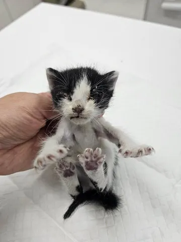 한국 고양이 · 00638, 가족을 기다리는 고양이