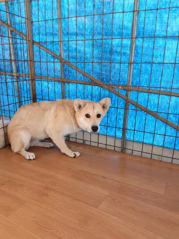 믹스견 · 00054, 가족을 기다리는 강아지