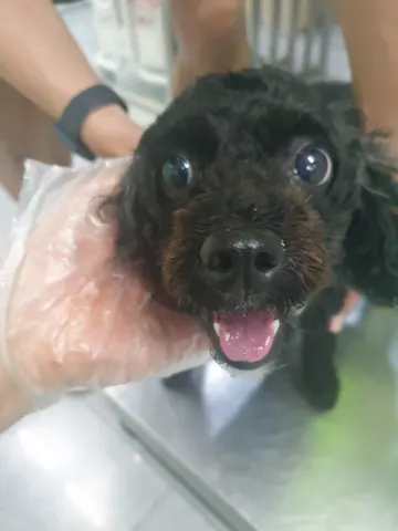 푸들 · 00470, 가족을 기다리는 강아지