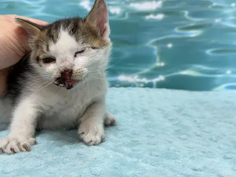 한국 고양이 · 00088, 가족을 기다리는 고양이