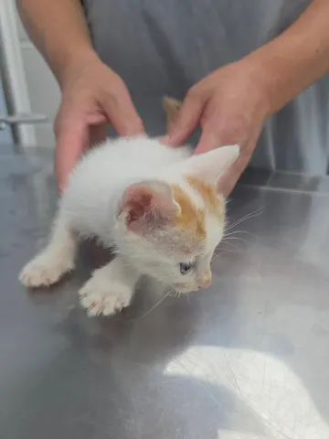 한국 고양이 · 00267, 가족을 기다리는 고양이