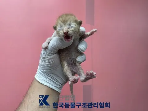 한국 고양이 · 00692, 가족을 기다리는 고양이