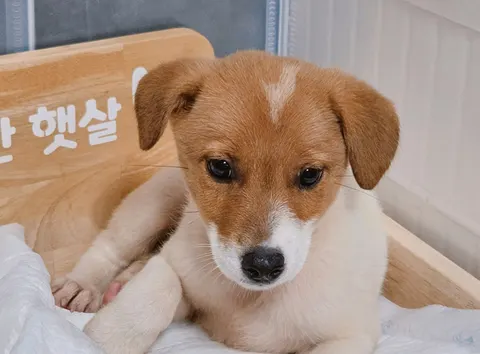 믹스견 · 00302, 가족을 기다리는 강아지