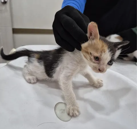 한국 고양이 · 00515, 가족을 기다리는 고양이