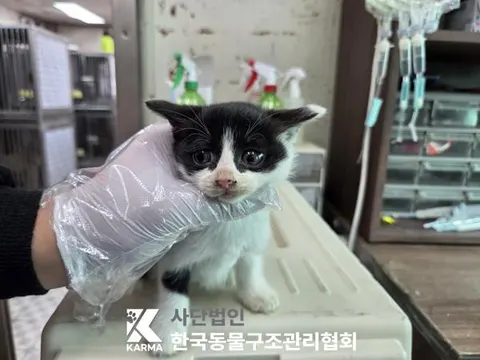 한국 고양이 · 00110, 가족을 기다리는 고양이