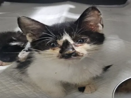 한국 고양이 · 00364, 가족을 기다리는 고양이