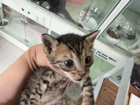 한국 고양이 · 00077, 가족을 기다리는 고양이
