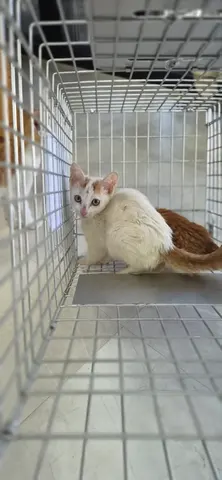 한국 고양이 · 01196, 가족을 기다리는 고양이