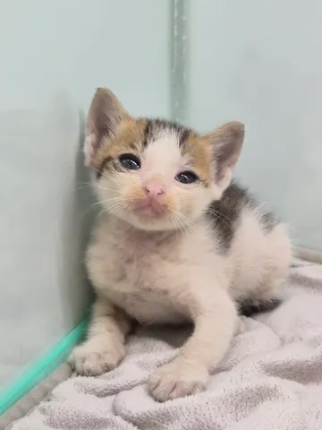 한국 고양이 · 00364, 가족을 기다리는 고양이