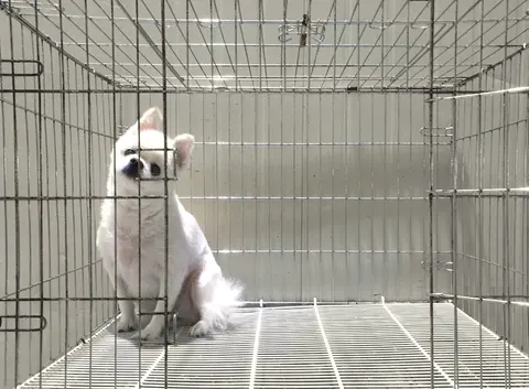 포메라니안 · 00410, 가족을 기다리는 강아지