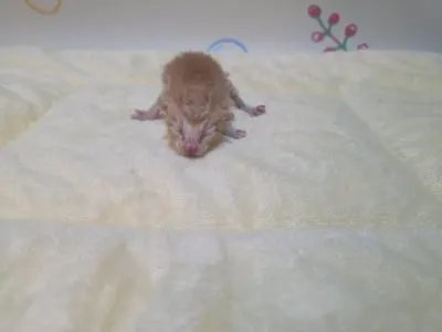 믹스묘 · 00228, 가족을 기다리는 고양이