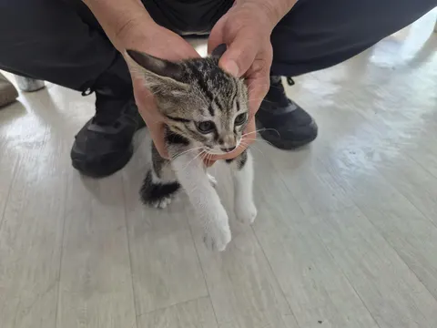 믹스묘 · 00509, 가족을 기다리는 고양이