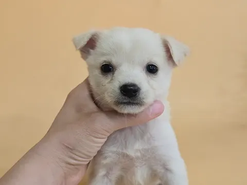 믹스견 · 00597, 가족을 기다리는 강아지