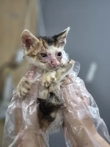 한국 고양이 · 00453, 가족을 기다리는 고양이