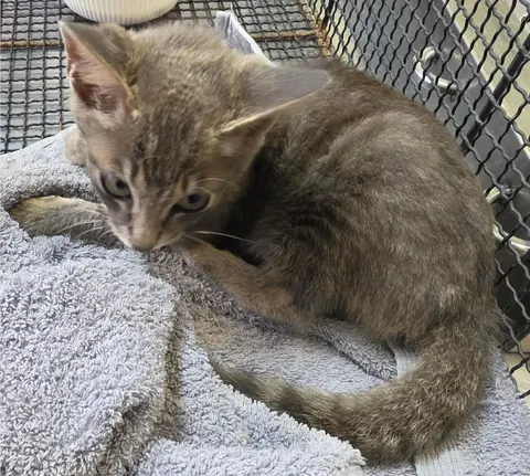 한국 고양이 · 00127, 가족을 기다리는 고양이