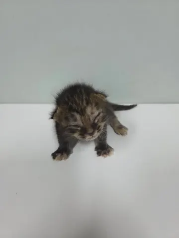 한국 고양이 · 00116, 가족을 기다리는 고양이
