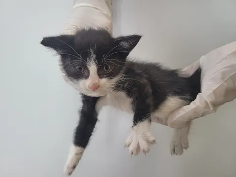 한국 고양이 · 02024, 가족을 기다리는 고양이