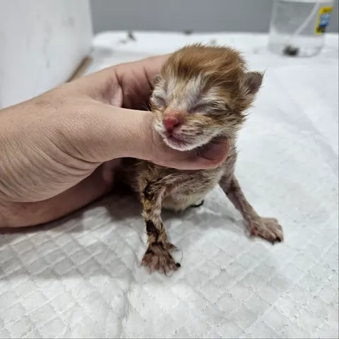 한국 고양이 · 00225, 가족을 기다리는 고양이