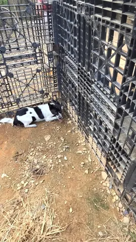 믹스견 · 01082, 가족을 기다리는 강아지