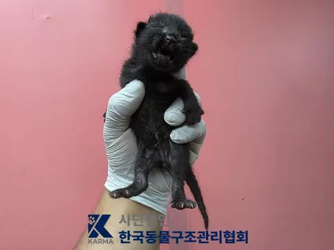 한국 고양이 · 00688, 가족을 기다리는 고양이
