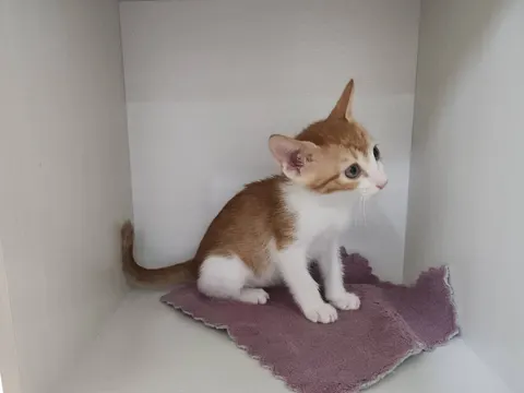 한국 고양이 · 00519, 가족을 기다리는 고양이