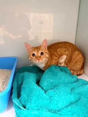 한국 고양이 · 00226, 가족을 기다리는 고양이