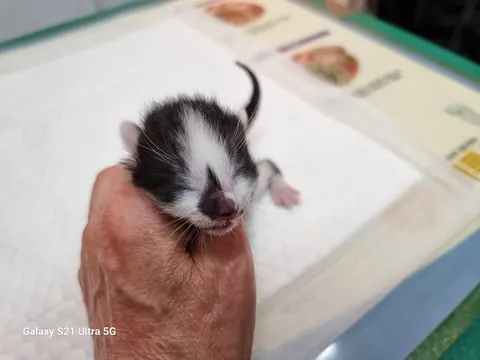한국 고양이 · 00137, 가족을 기다리는 고양이