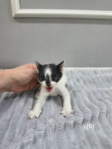 한국 고양이 · 00430, 가족을 기다리는 고양이