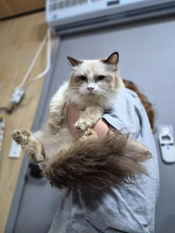 레그돌 · 00471, 가족을 기다리는 고양이