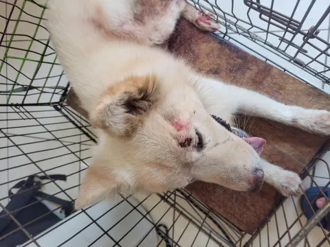 믹스견 · 00367, 가족을 기다리는 강아지