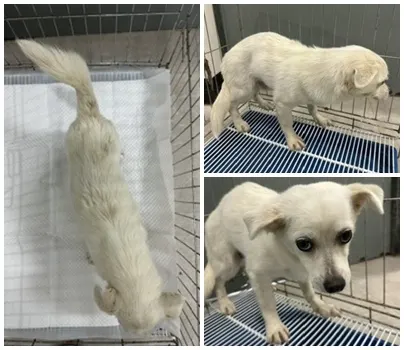믹스견 · 00578, 가족을 기다리는 강아지