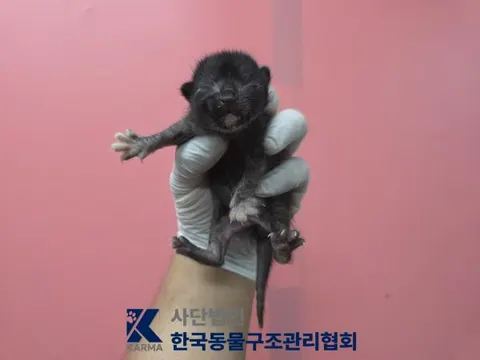 한국 고양이 · 00689, 가족을 기다리는 고양이