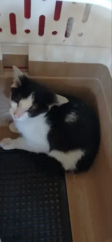 한국 고양이 · 00236, 가족을 기다리는 고양이