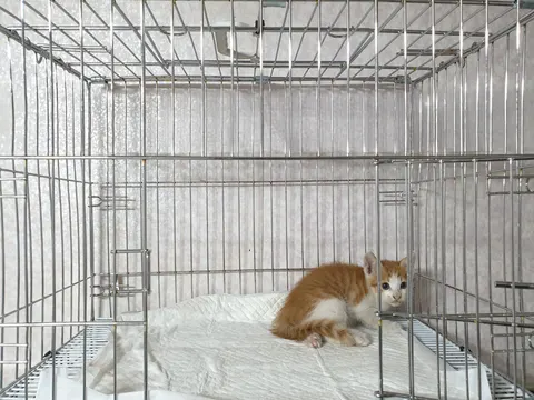 한국 고양이 · 00414, 가족을 기다리는 고양이