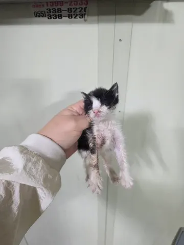 한국 고양이 · 00135, 가족을 기다리는 고양이
