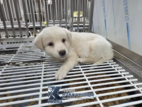 믹스견 · 00194, 가족을 기다리는 강아지