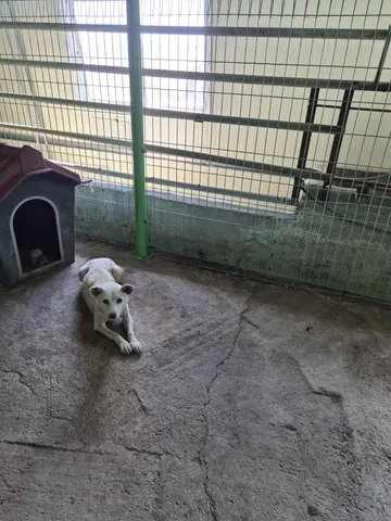 믹스견 · 00113, 가족을 기다리는 강아지