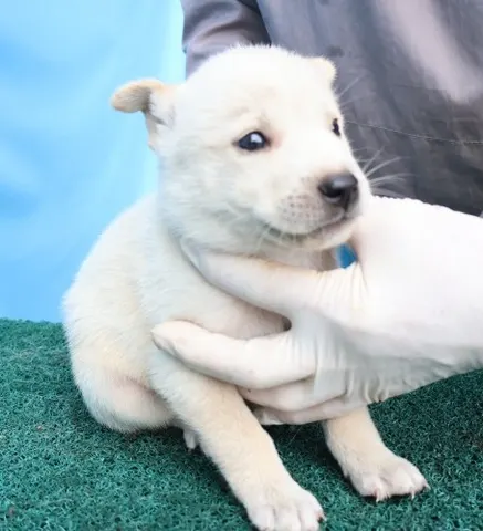 믹스견 · 02429, 가족을 기다리는 강아지