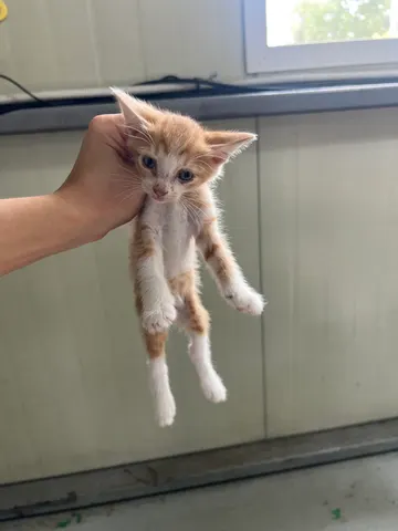 한국 고양이 · 00309, 가족을 기다리는 고양이