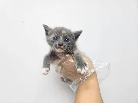 한국 고양이 · 00535, 가족을 기다리는 고양이