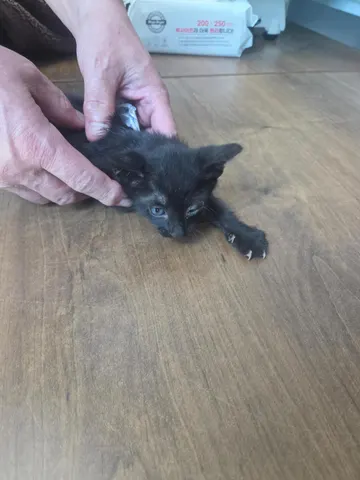 한국 고양이 · 00247, 가족을 기다리는 고양이