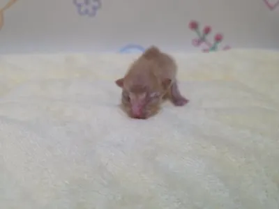 믹스묘 · 00227, 가족을 기다리는 고양이