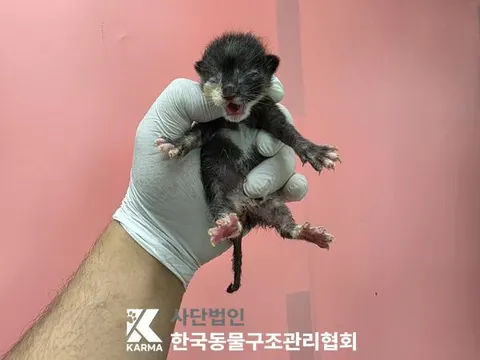 한국 고양이 · 00612, 가족을 기다리는 고양이