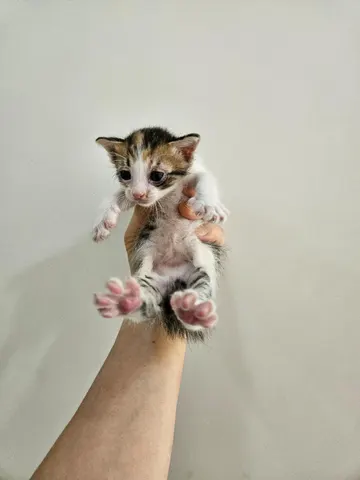 한국 고양이 · 00450, 가족을 기다리는 고양이