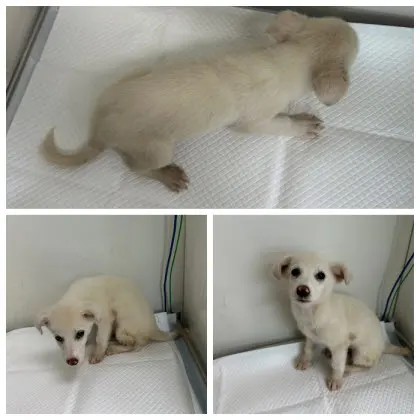 믹스견 · 00661, 가족을 기다리는 강아지