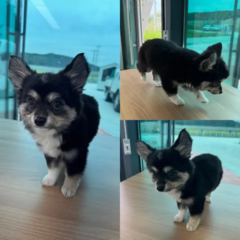 믹스견 · 00458, 가족을 기다리는 강아지