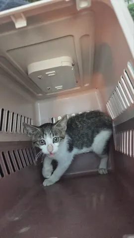 한국 고양이 · 01200, 가족을 기다리는 고양이