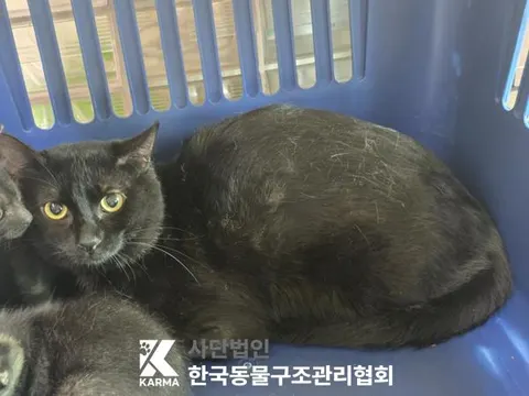 한국 고양이 · 00104, 가족을 기다리는 고양이
